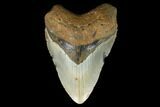 Fossil Megalodon Tooth - North Carolina #124351-1